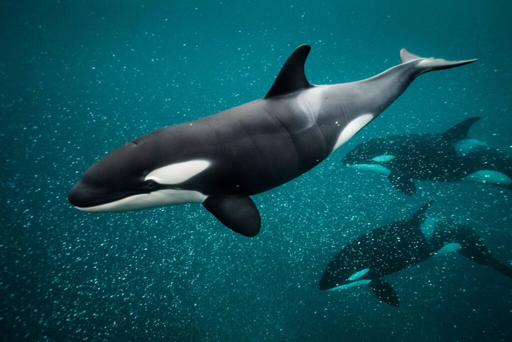 Killer Whale: History, Facts, Size, Habitat, Classification & Much More