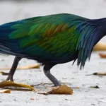 Nicobar pigeon