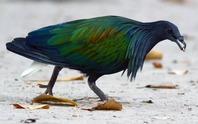 Nicobar pigeon