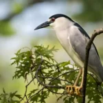 Night Heron