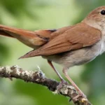 Nightingale