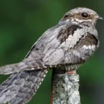 Nightjar