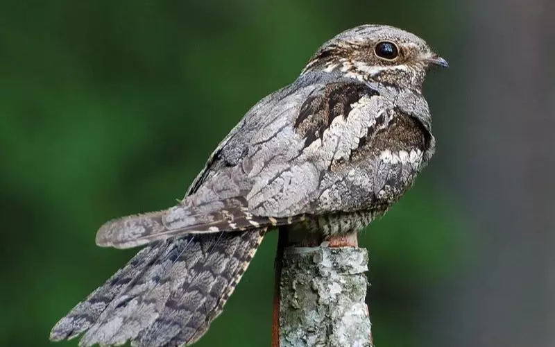 Nightjar