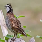 Northern Bobwhite