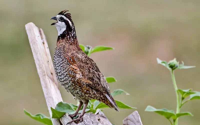 Northern Bobwhite