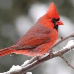 Northern Cardinal