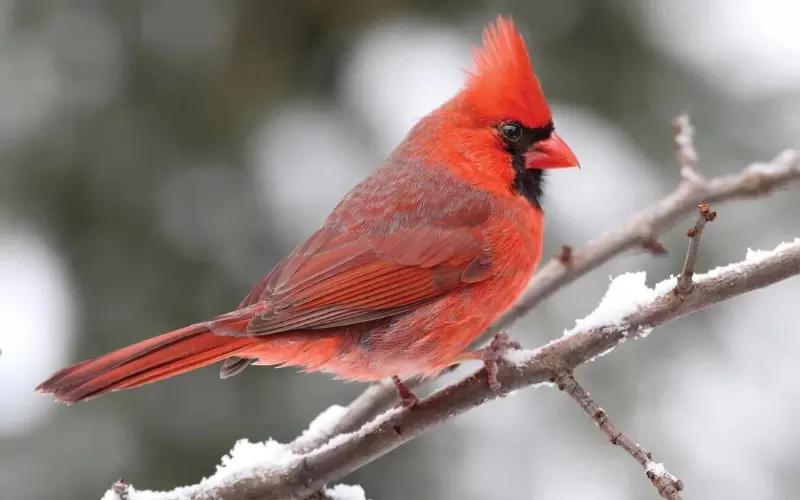 Northern Cardinal