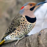 Northern Flicker