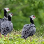 Northern Screamer