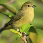 Orange-Crowned Warbler