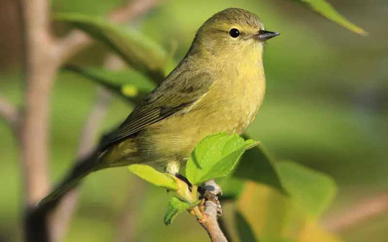 Orange-Crowned Warbler