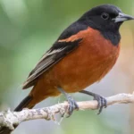 Orchard Oriole