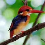 Oriental Dwarf Kingfisher