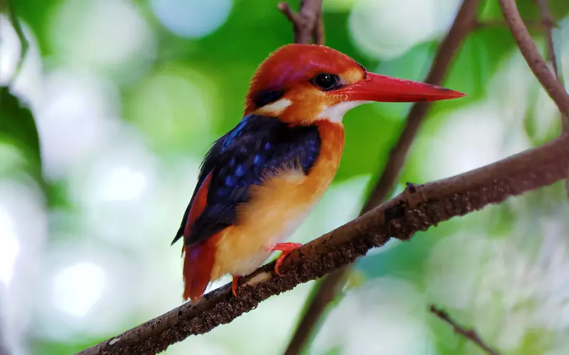 Oriental Dwarf Kingfisher