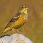 Ortolan Bunting