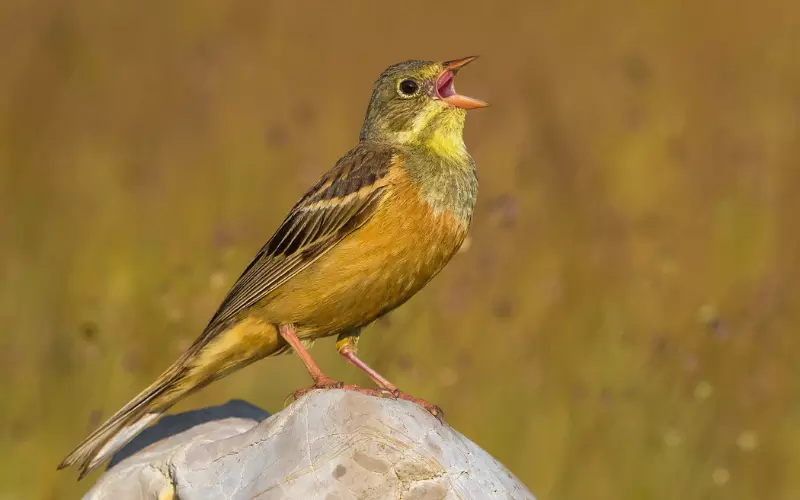 Ortolan Bunting