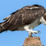 Osprey