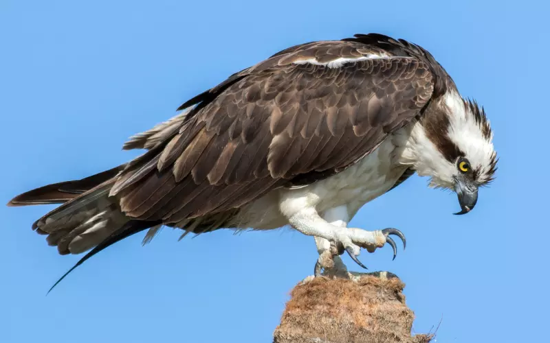 Osprey