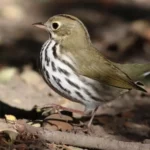 Ovenbird