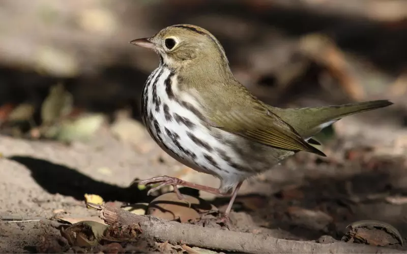 Ovenbird