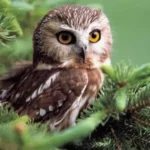 Owl