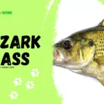 Ozark Bass