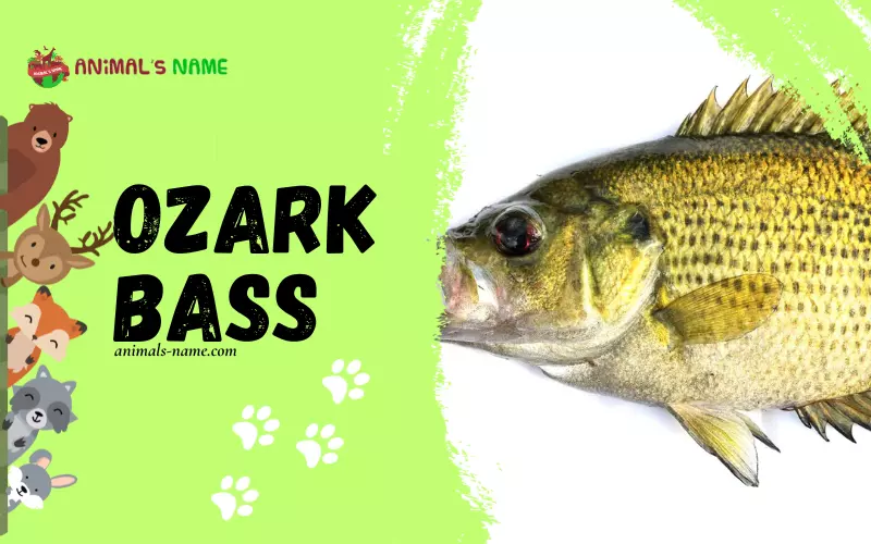 Ozark Bass