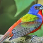 Painted Bunting