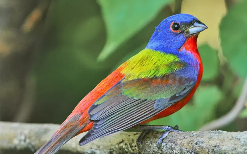 Painted Bunting