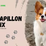 Papillon Mix