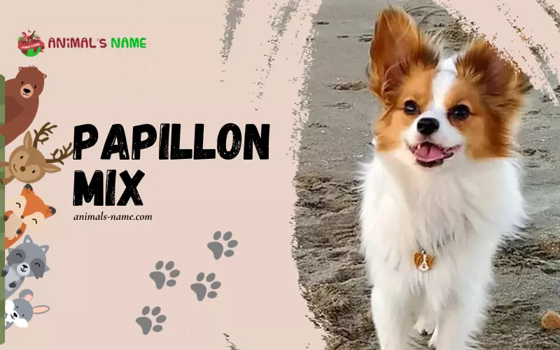 Papillon Mix