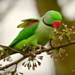 Parakeet