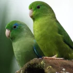 Parrotlet