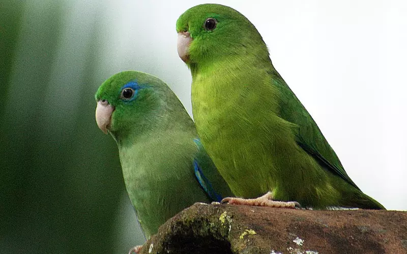 Parrotlet