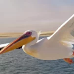 Pelican