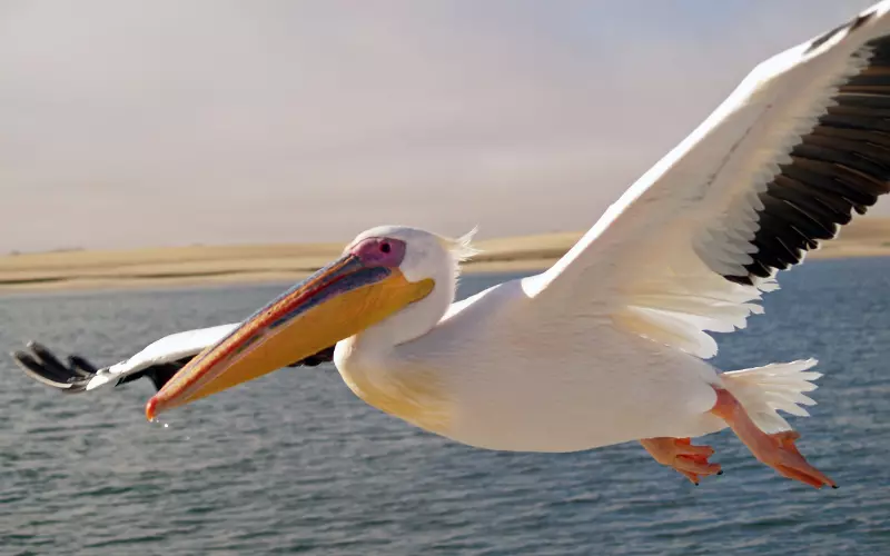 Pelican