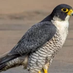 Peregrine Falcon