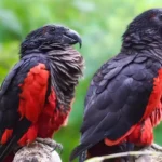 Pesquet’s Parrot (Dracula Parrot)