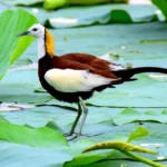 Pheasant-tailed Jacana