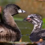 Pied-Billed Grebe