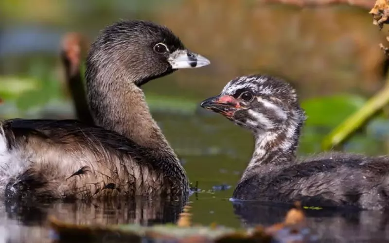 Pied-Billed Grebe