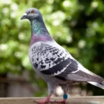 Pigeon