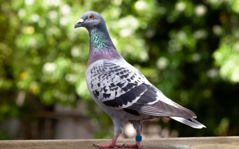 Pigeon