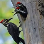 Pileated Woodpecker