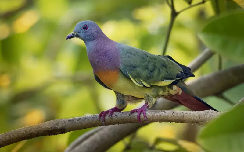 Pink-Necked Green Pigeon