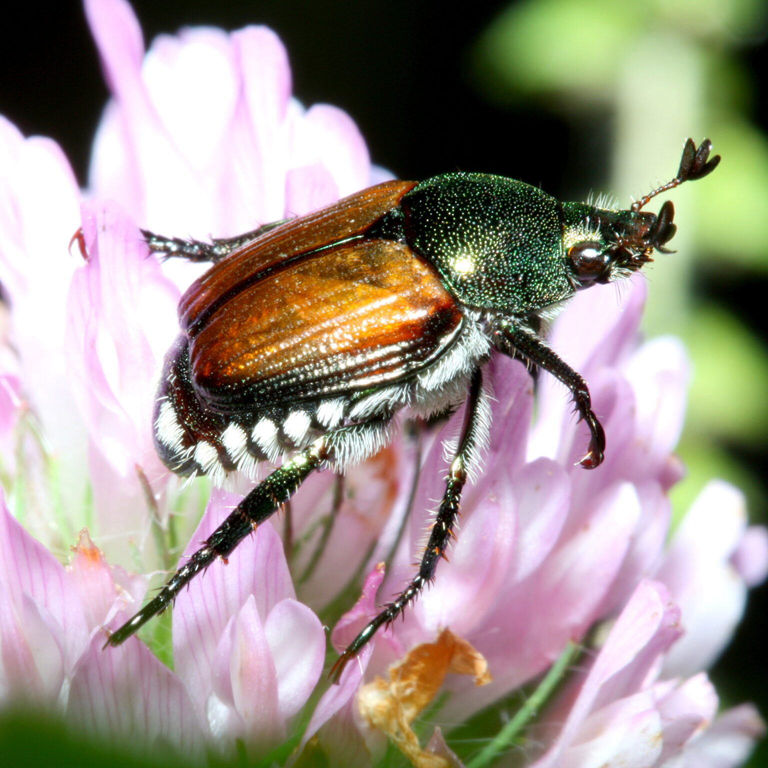 Japanese Beetle: History, Facts, Size, Habitat, Classification & Much ...