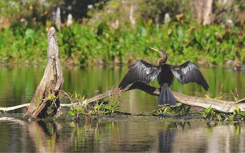 Population Of Anhinga