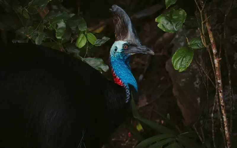 Population Of Cassowary