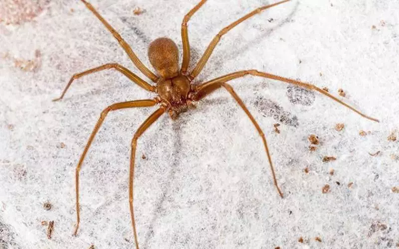 Population Of Chilean Recluse Spider