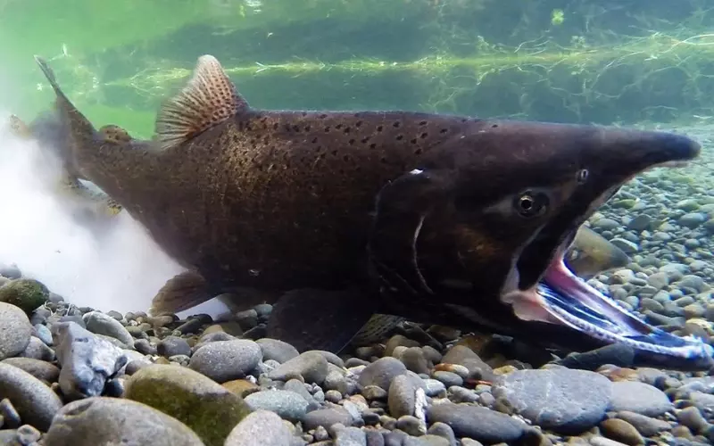 Population Of Chinook Salmon